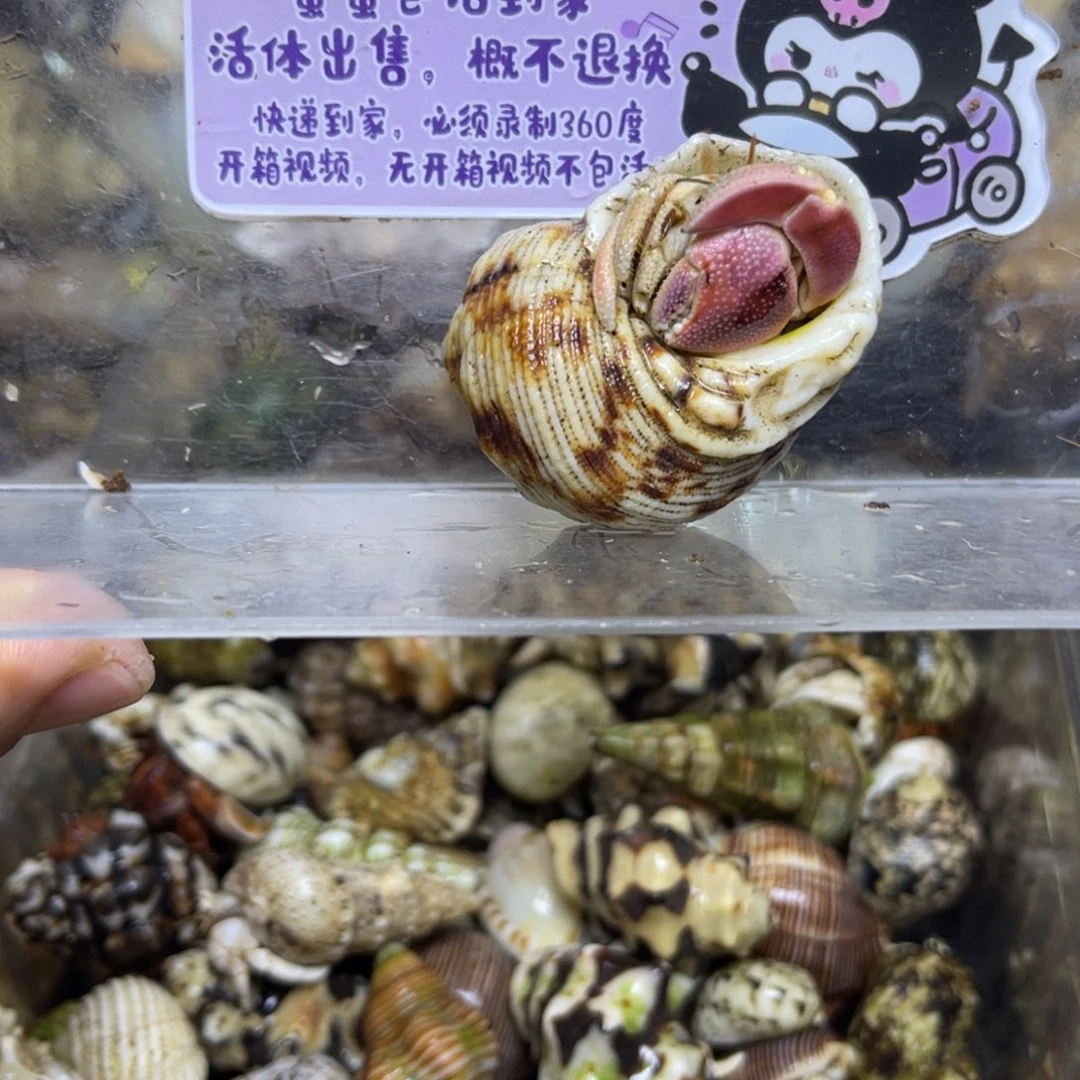 粉西沙灰白寄居蟹包活到家2.2口