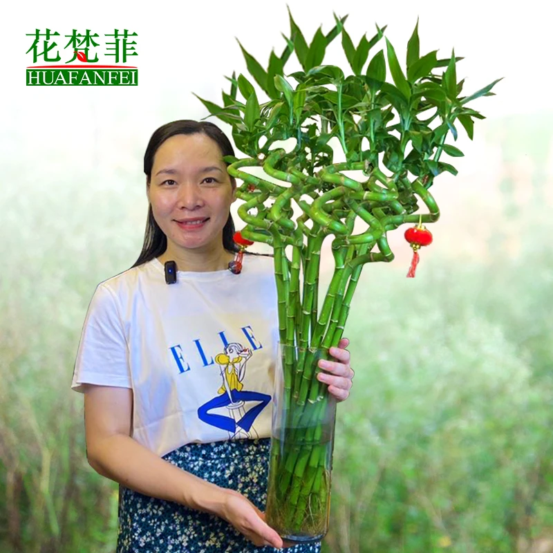 水养富贵竹转运竹弯竹龙竹水竹开运竹子带根室内绿植水培植物花卉