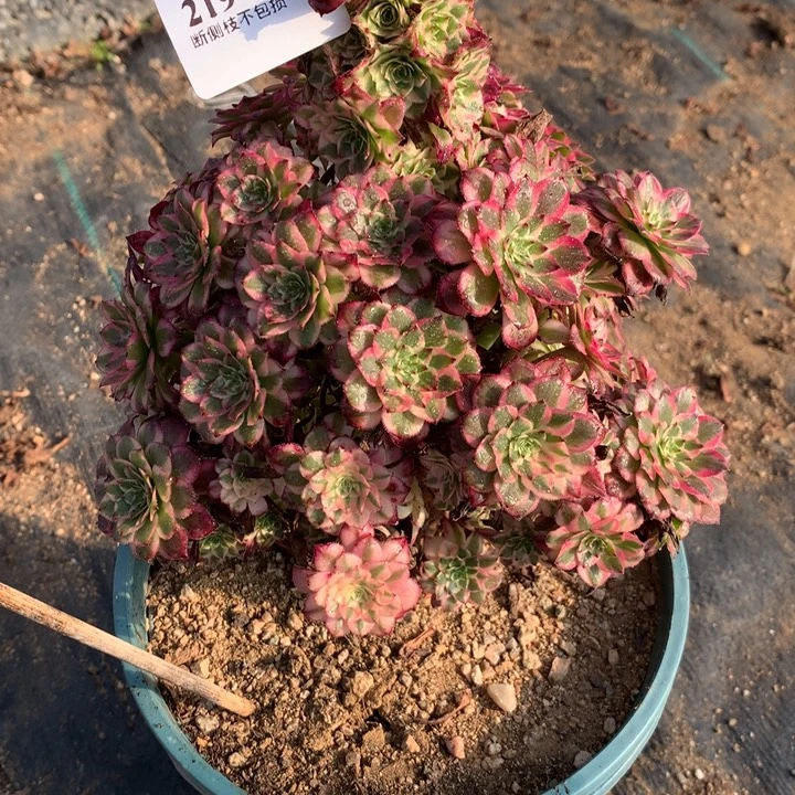 219霁月多肉植物特价