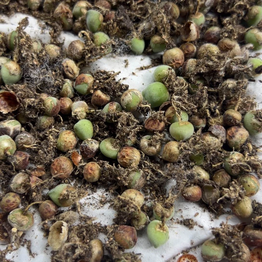 量拍大眼睛空蝉一颗，