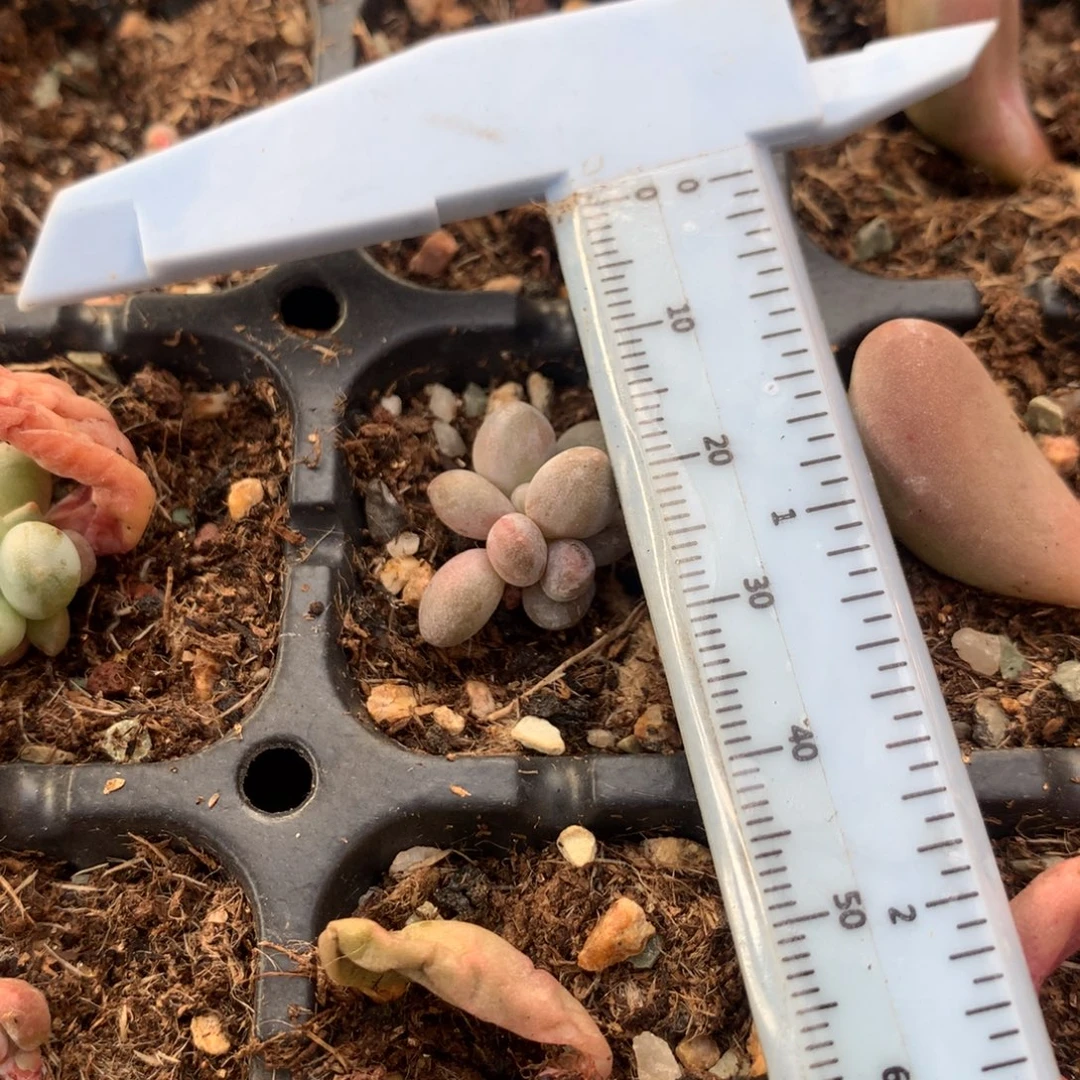 仙子 不凑满28元发一片叶 不售后 到付