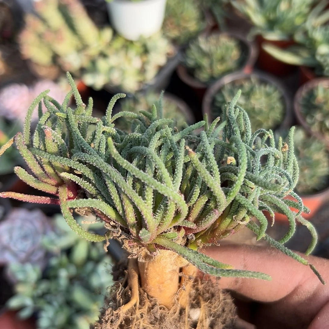 多肉植物多肉植物