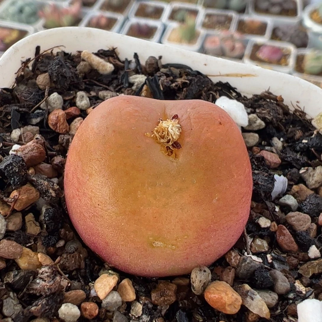 042多肉植物百科