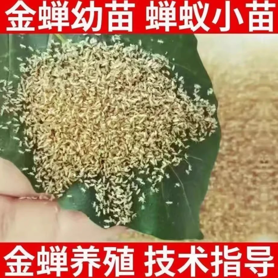 金蝉幼苗爬拉猴节流龟批发知了猴种子种卵爬叉苗金蝉养殖活体批发