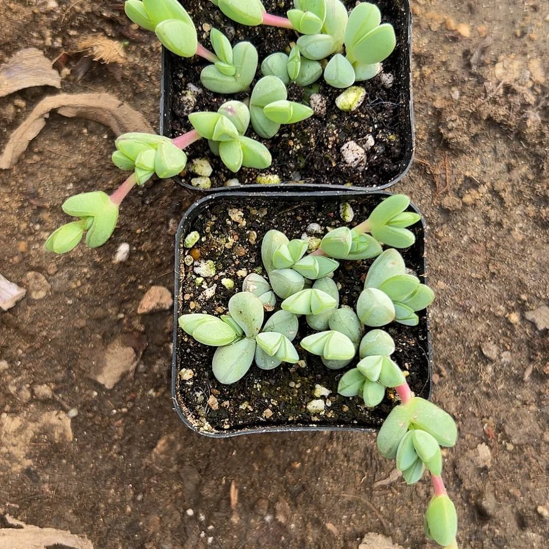 多肉植物两盆碧玉莲