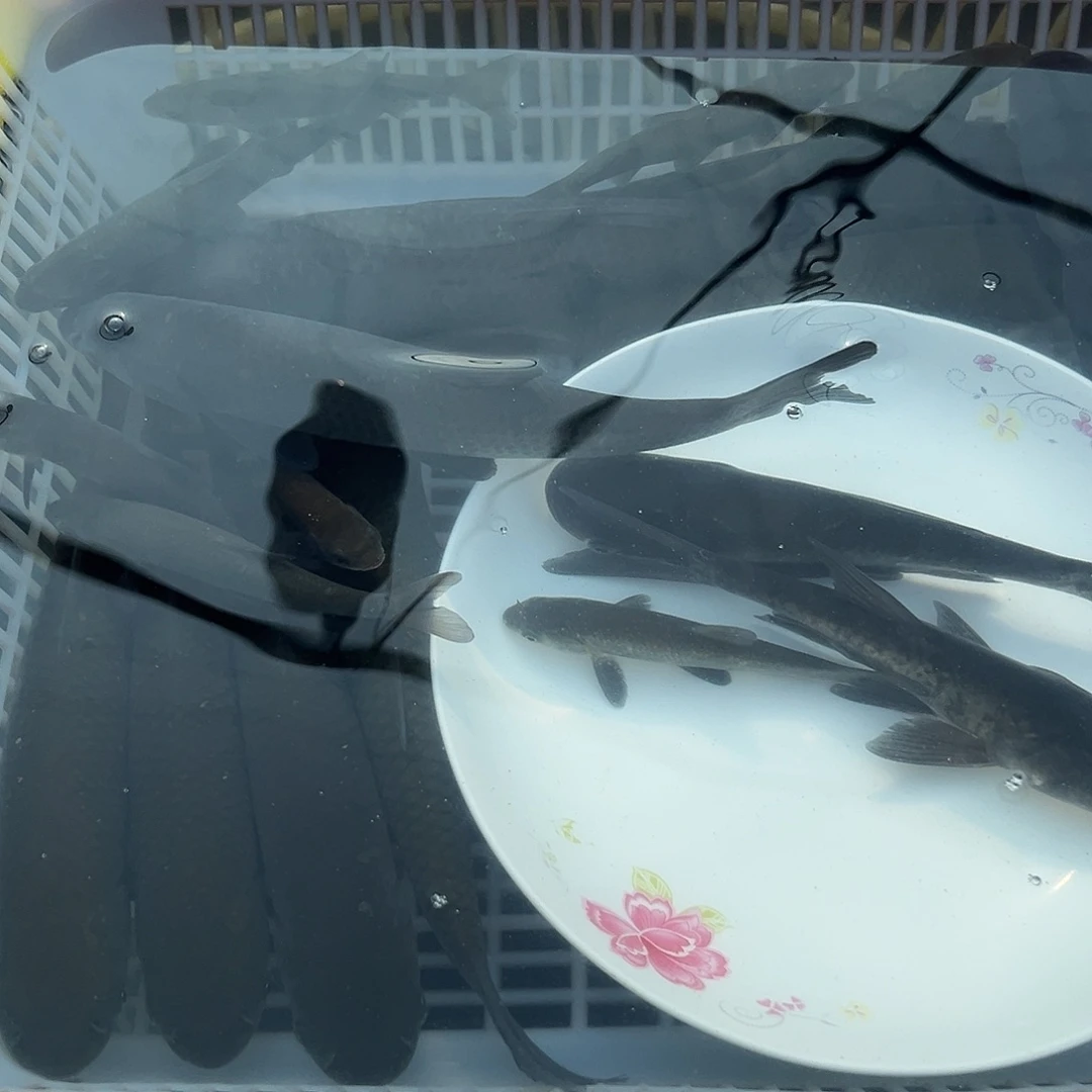 I***Q青鱼1 3 －15公分10斤