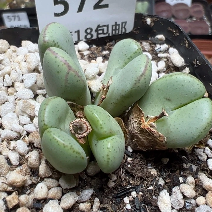 【闪购商品】 572。