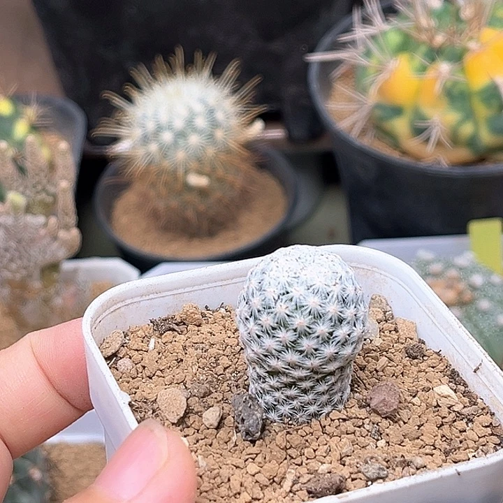 无花朵白鸟萝卜根
