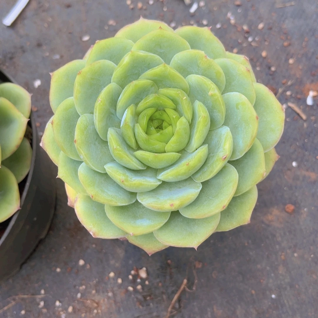 宝宝绿12公分9999999999