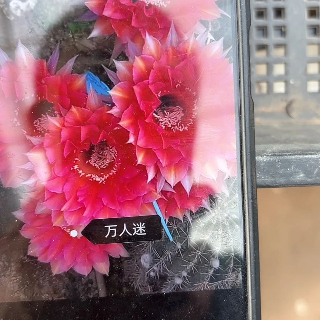 万人迷侧牙20包邮仙人球27