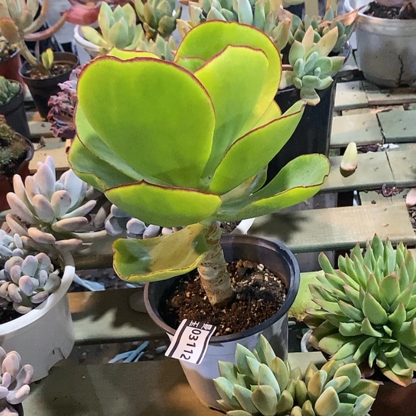 【闪购商品】青梅03112