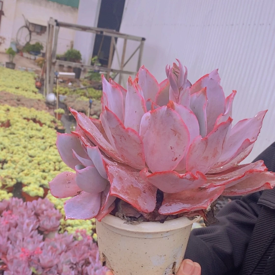 晚霞大单头带仔，160杯