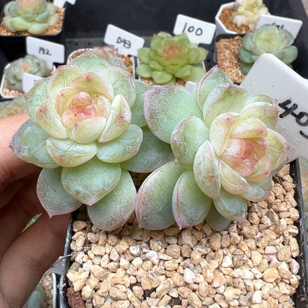 405号风花雪月系列若梦