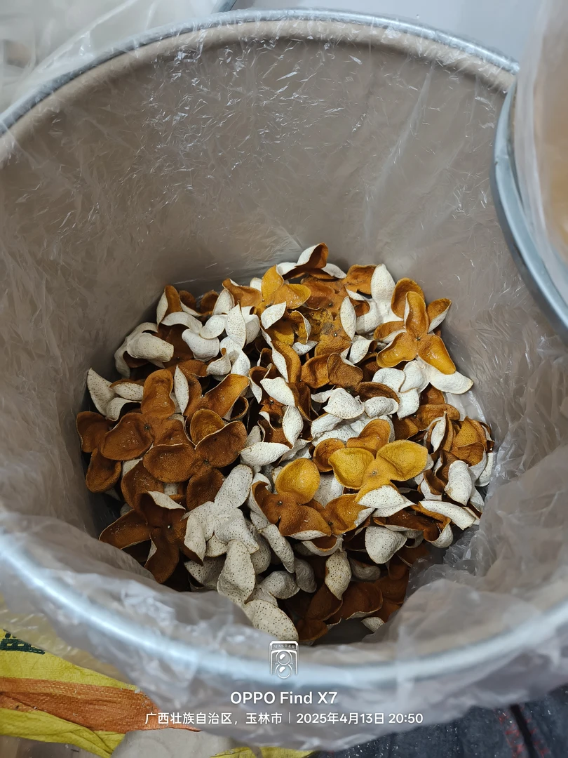 纸桶21年老树冬后油皮仔
