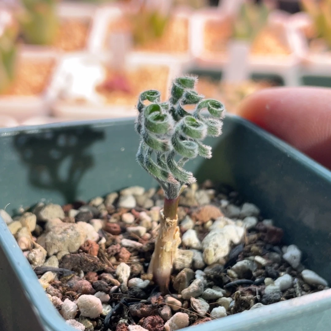 gl弹簧草植物一物一拍