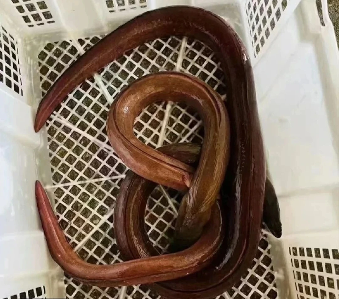 红井根/红鳗鱼 顺丰新鲜到家