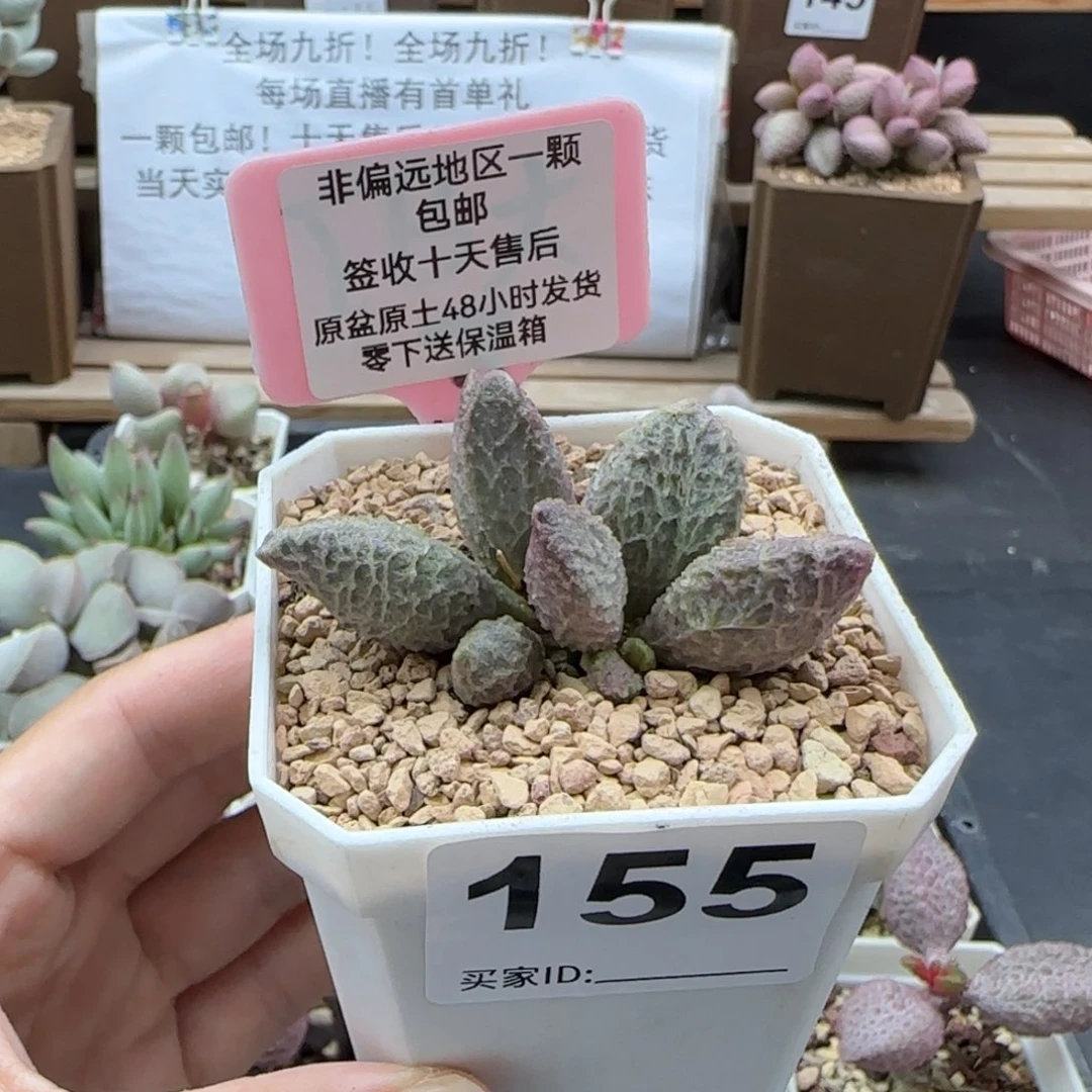 155大鱼海棠多肉