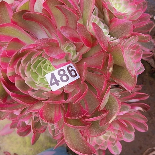 0*7多肉植物一个