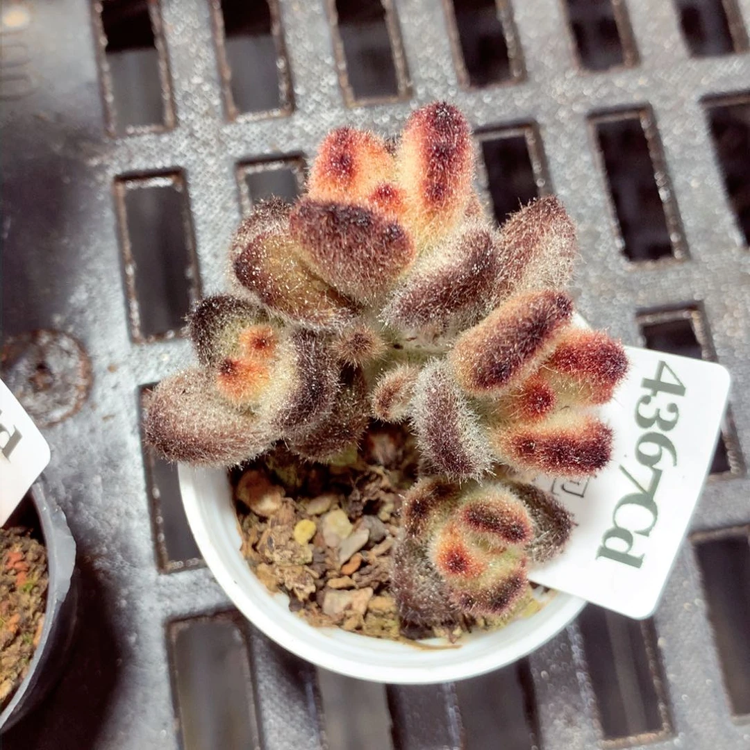 5厘米盆精控多肉4367