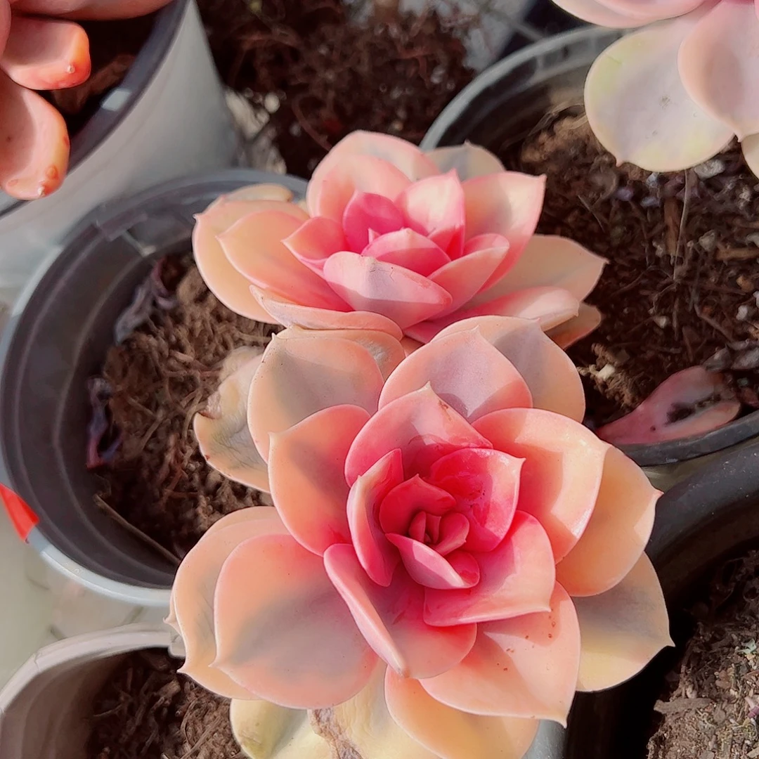 彩虹大单头精品特价二盆