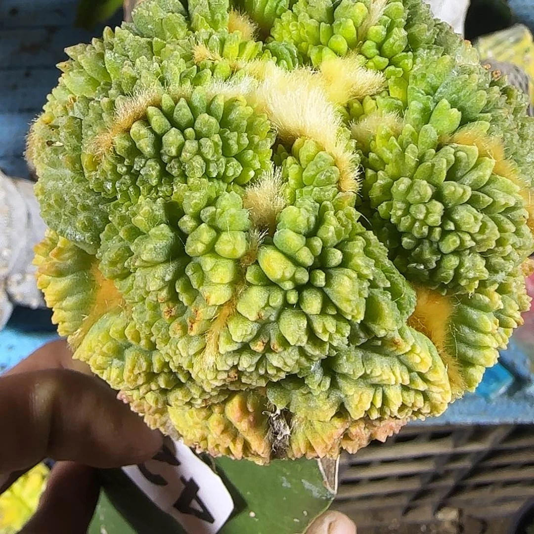 哥怒锦420仙人球开花