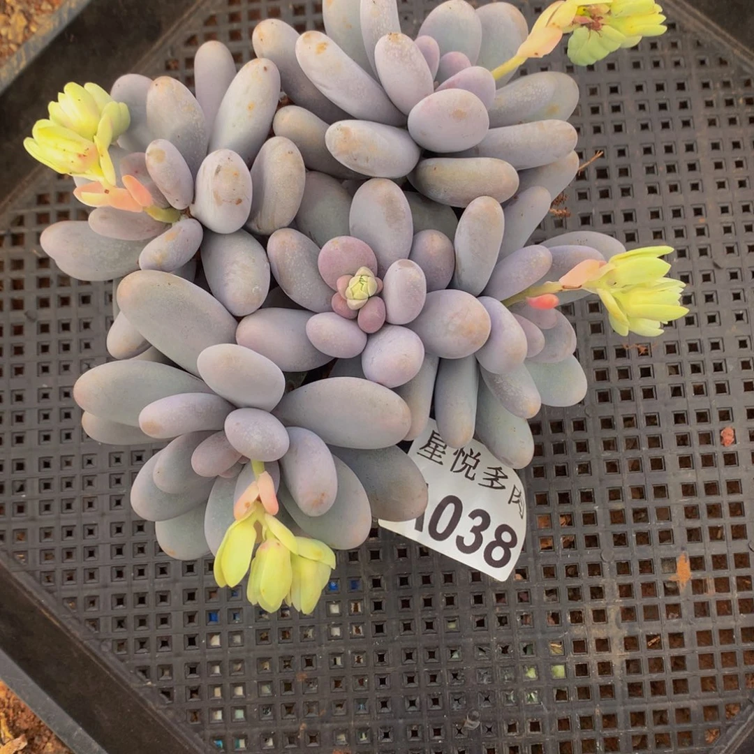 睿****常星悦多肉。A038