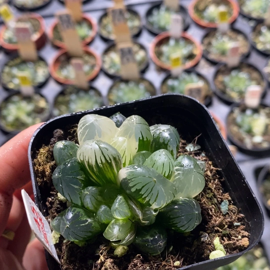 不开花植物45玉露十二卷多肉