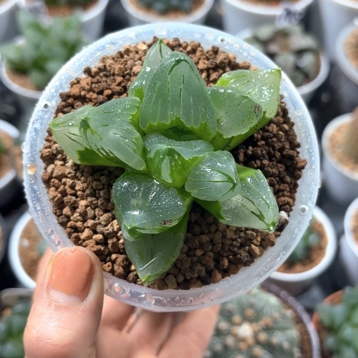 带盘冰城寿多肉植物
