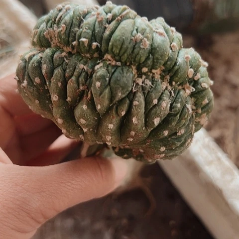 马***姐880仙人球兜缀化的