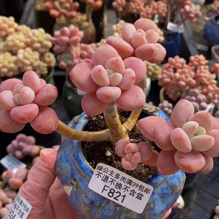 樱花洛神老桩有砍821多肉植物