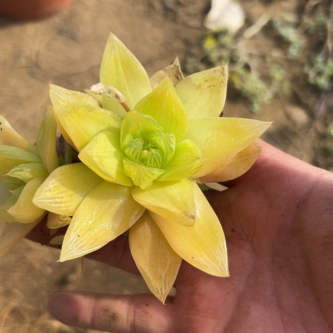 多肉植物多肉植物