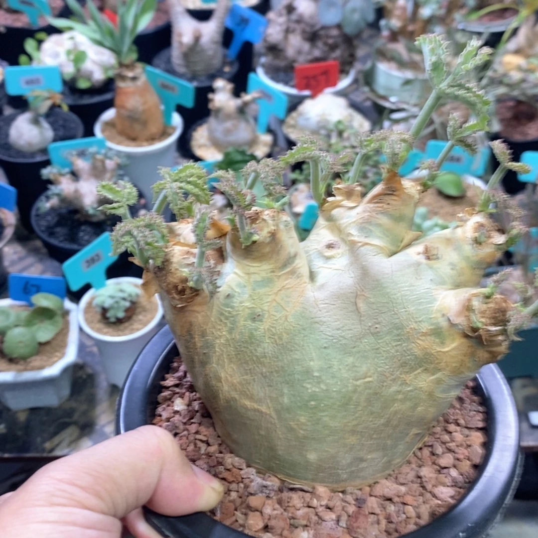 安哥拉葡萄翁一个