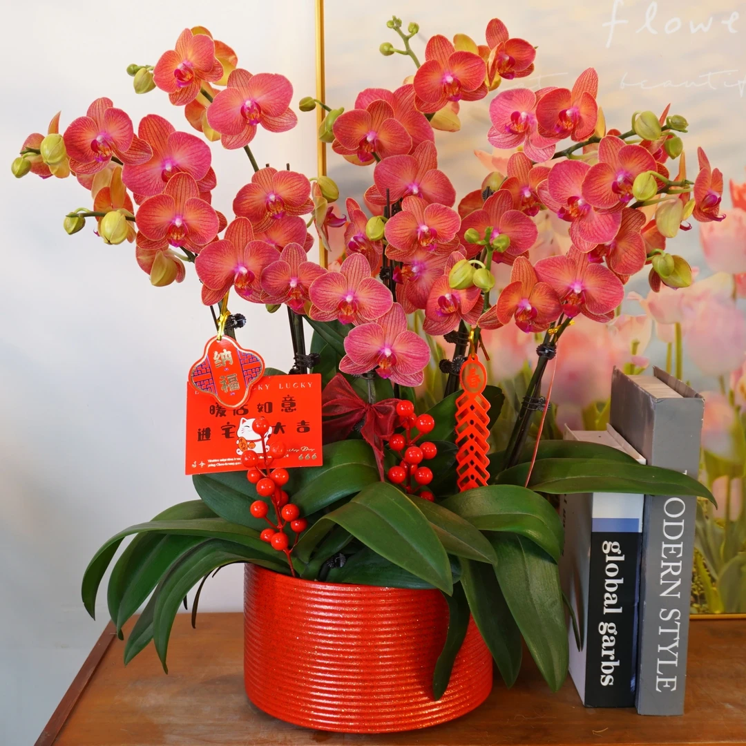 【好吉利】稀有蝴蝶兰鲜花精致组盆 开花株 室内绿植 养兰基地直发