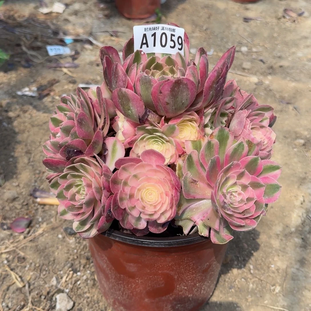 1059荔枝多肉植物