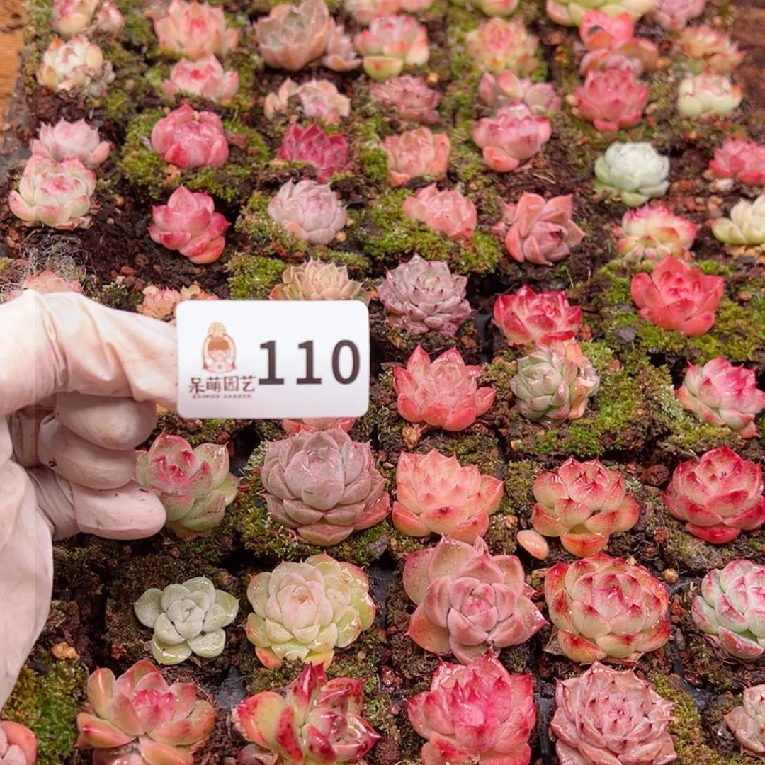 顺****好多肉植物多肉植物