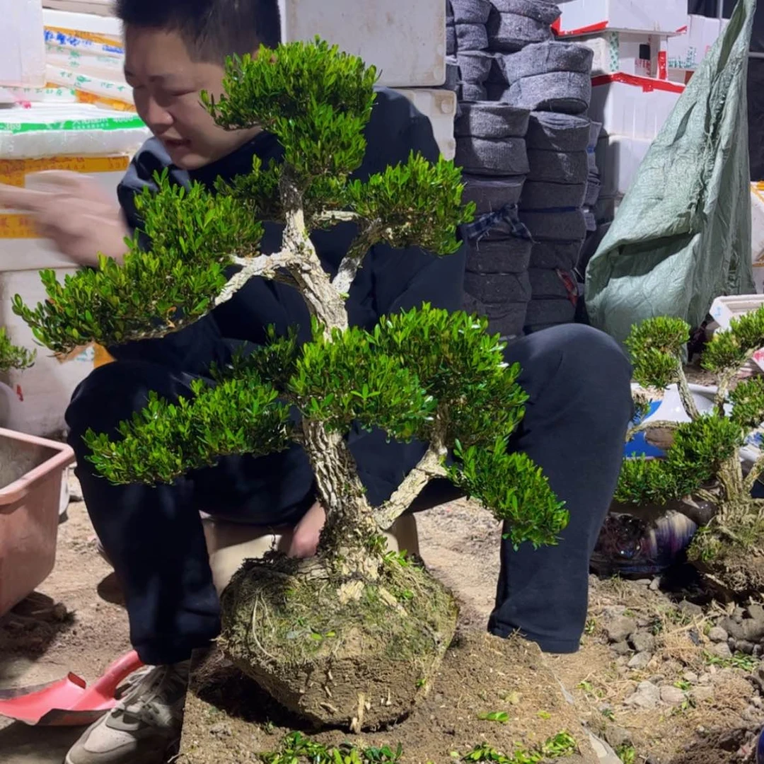 【闪购商品】广东雀舌黄杨盆景