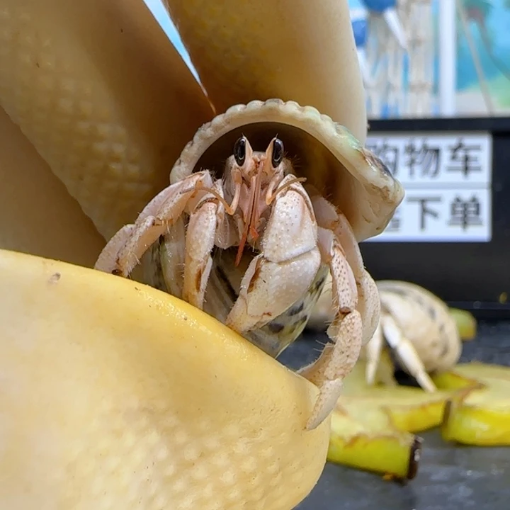 A46奶白 灰白1.4cm口径