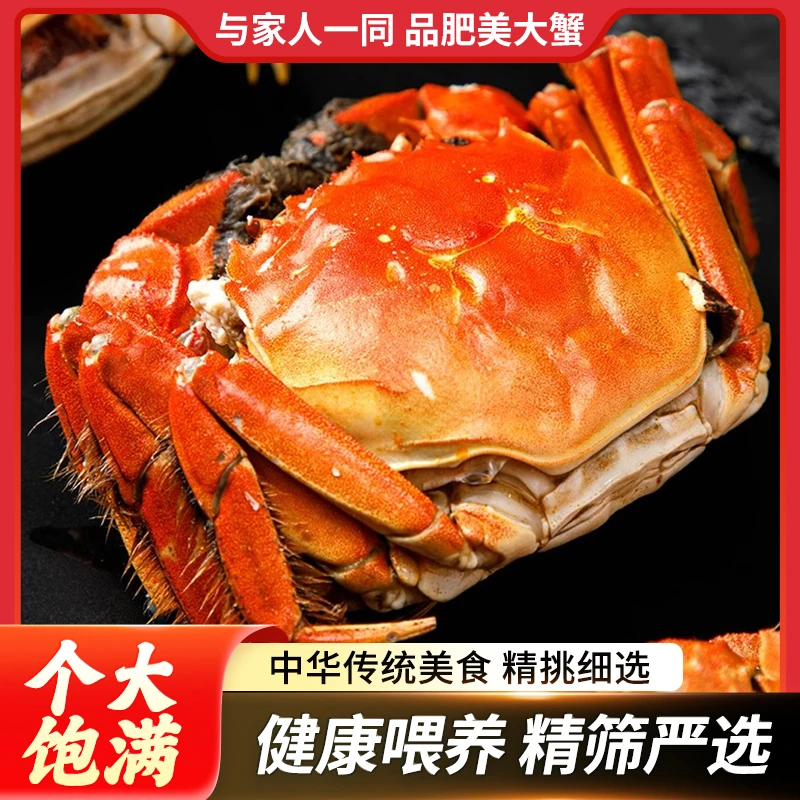 【活蟹】江苏宝应湖精品大闸蟹2两-2.3两母蟹10只