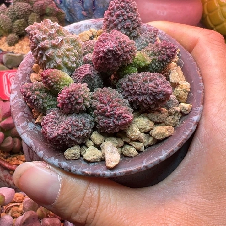 杂交，一物一拍感谢支持