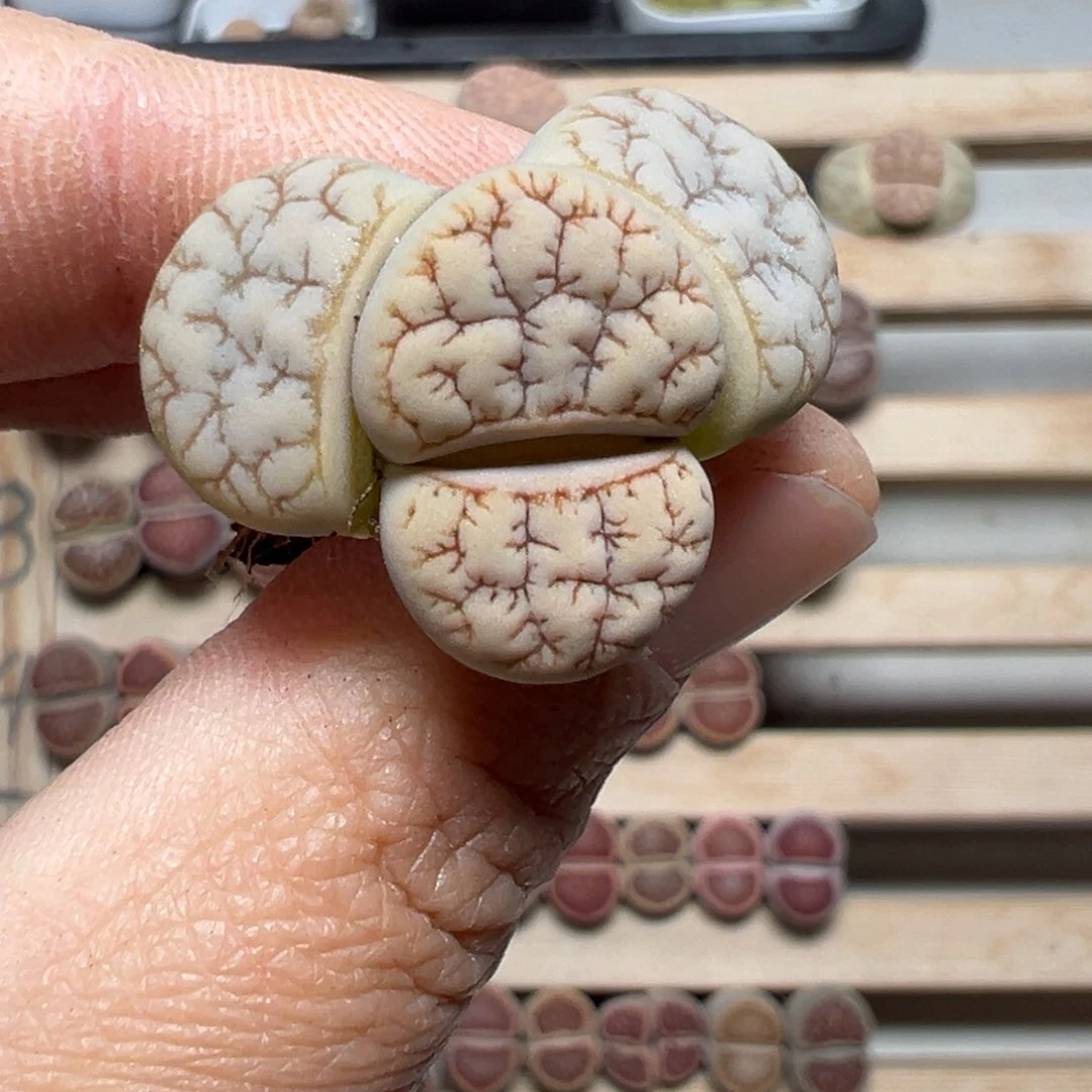 【闪购商品】989……