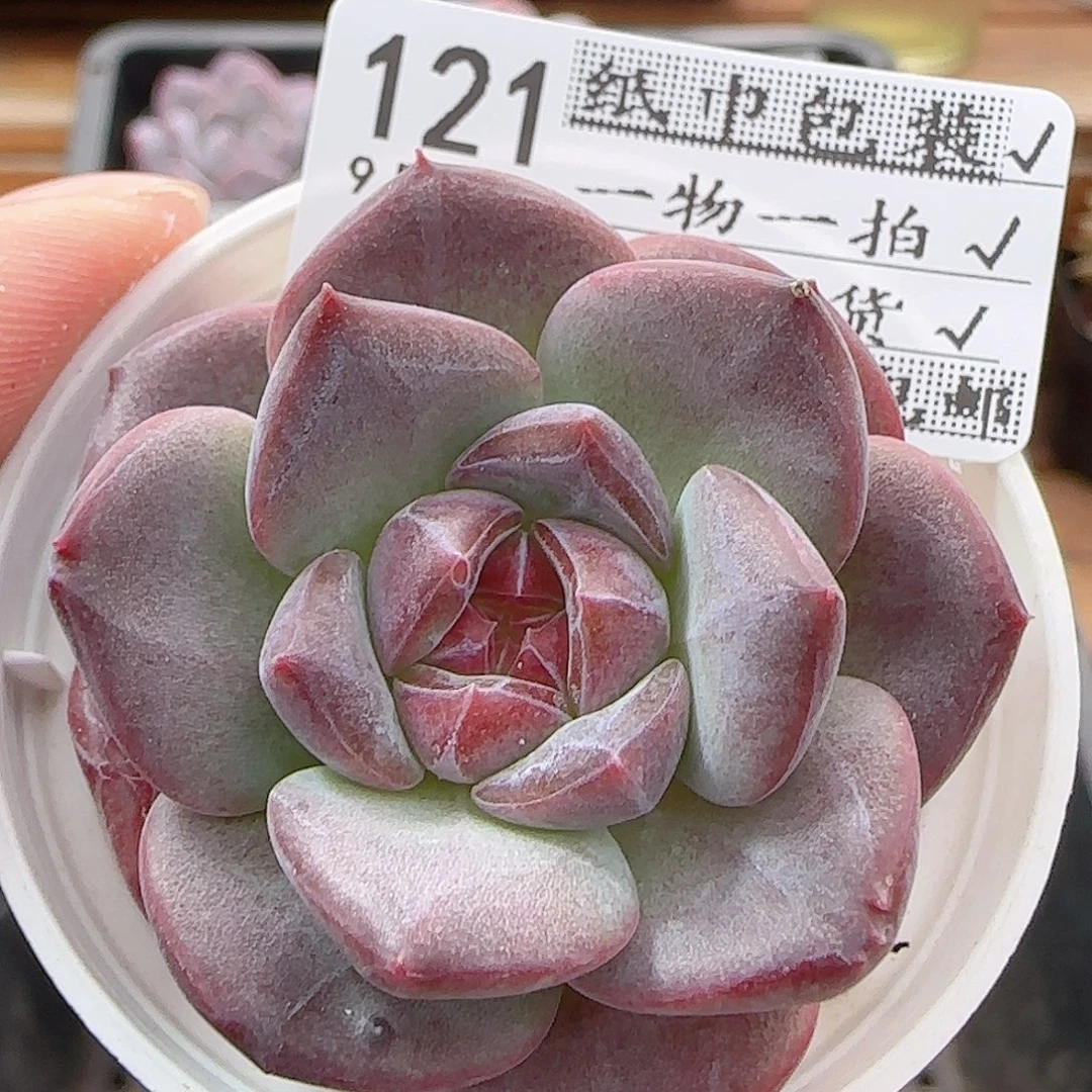 多肉0919--121琥珀天使珍妮