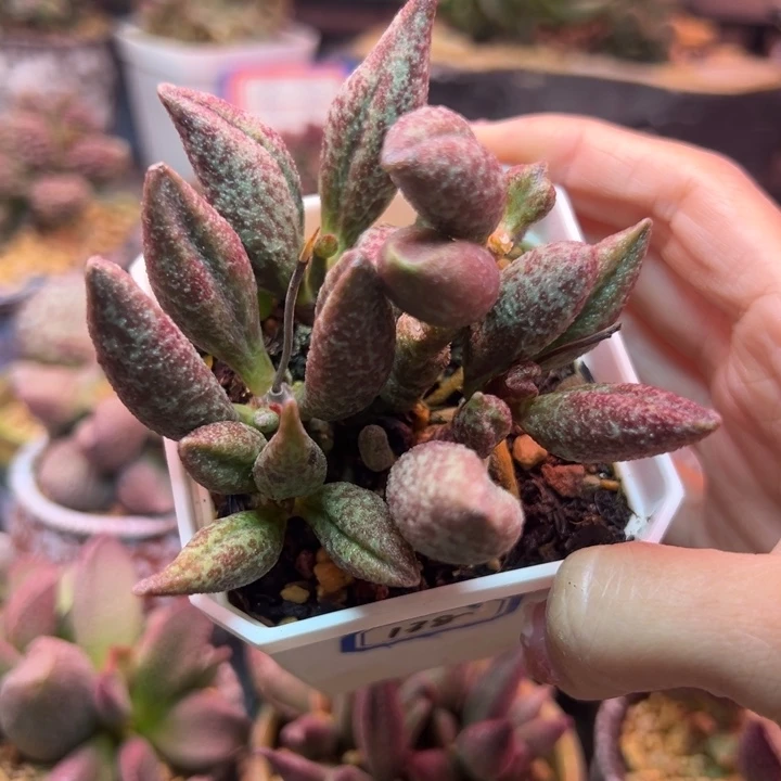 遇***8                 杂交。