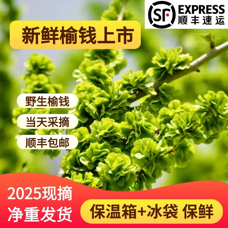 2025新鲜榆钱野菜现摘榆钱窝窝头榆钱串子食用现摘1/2/3/4斤包邮