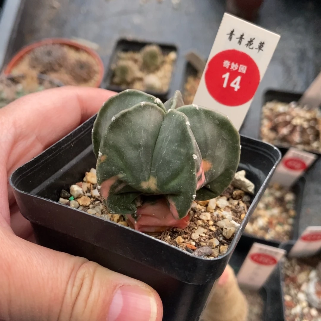 鸾凤玉锦一颗仙人球