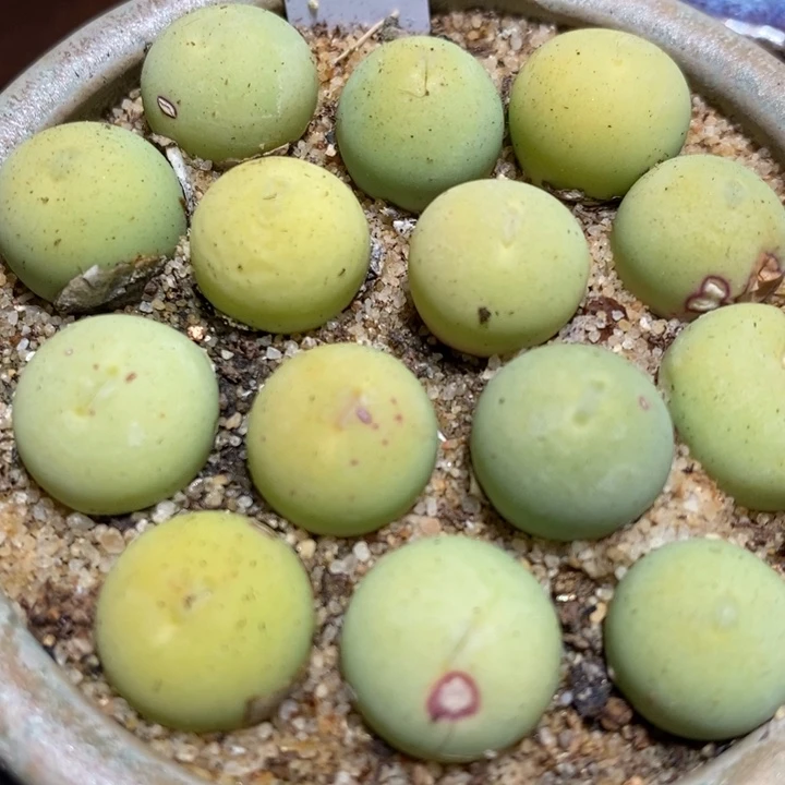 鸽子蛋1颗鸽子蛋