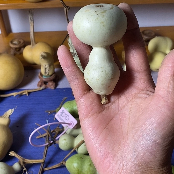 画***圈青皮葫芦手把件葫芦种子