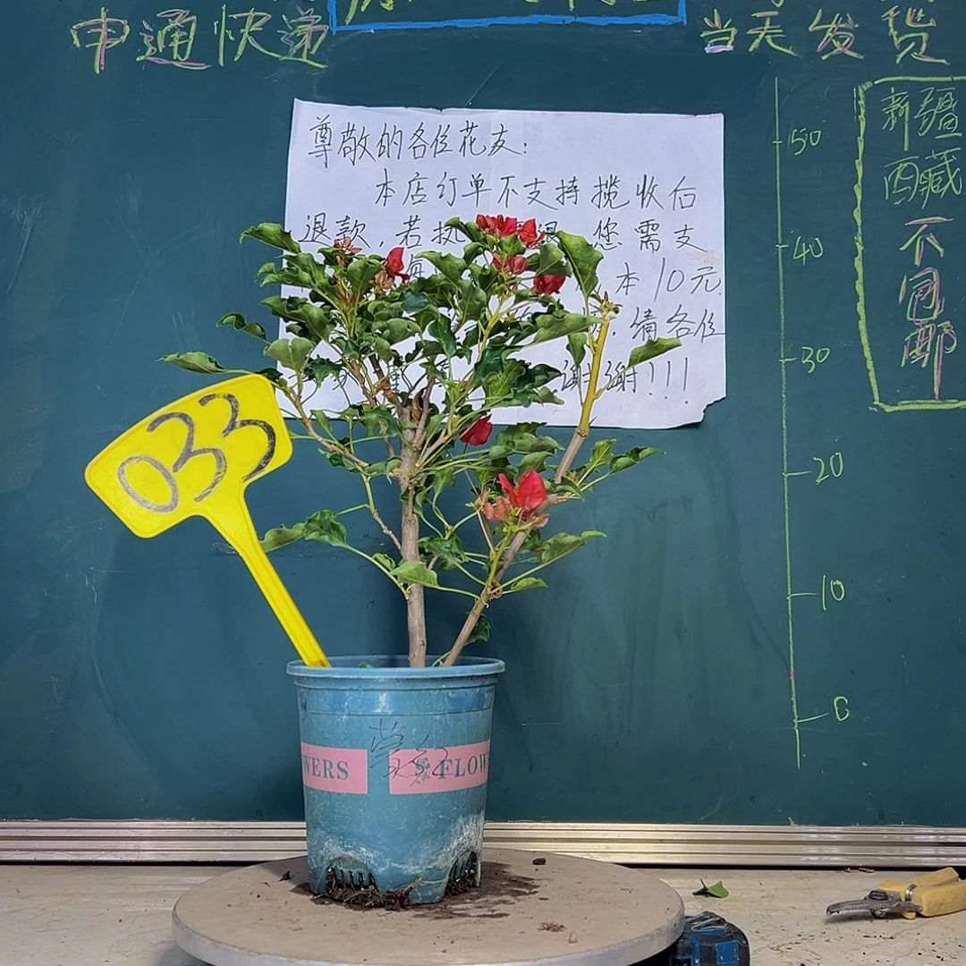 当前无花栽培后可以开花 蒙娜丽莎红 033