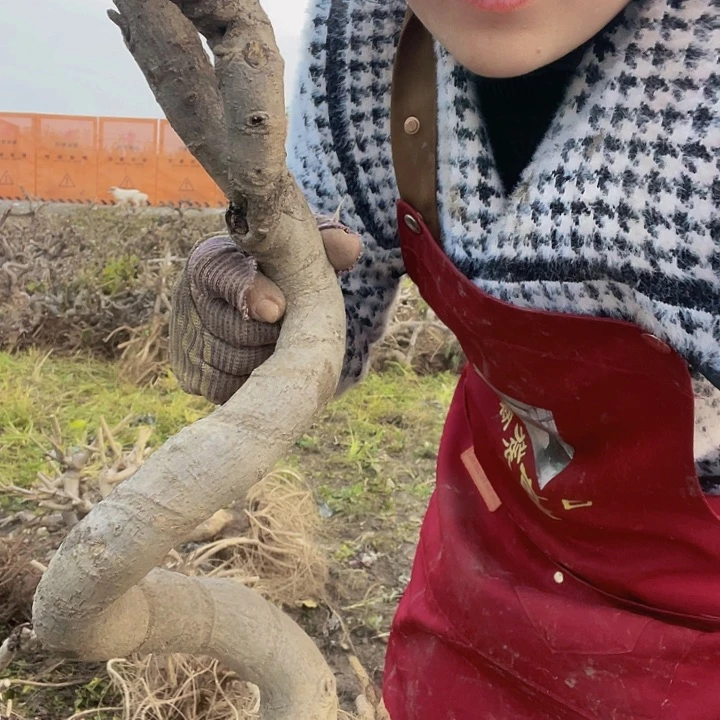 水牛皮（革）当****事物