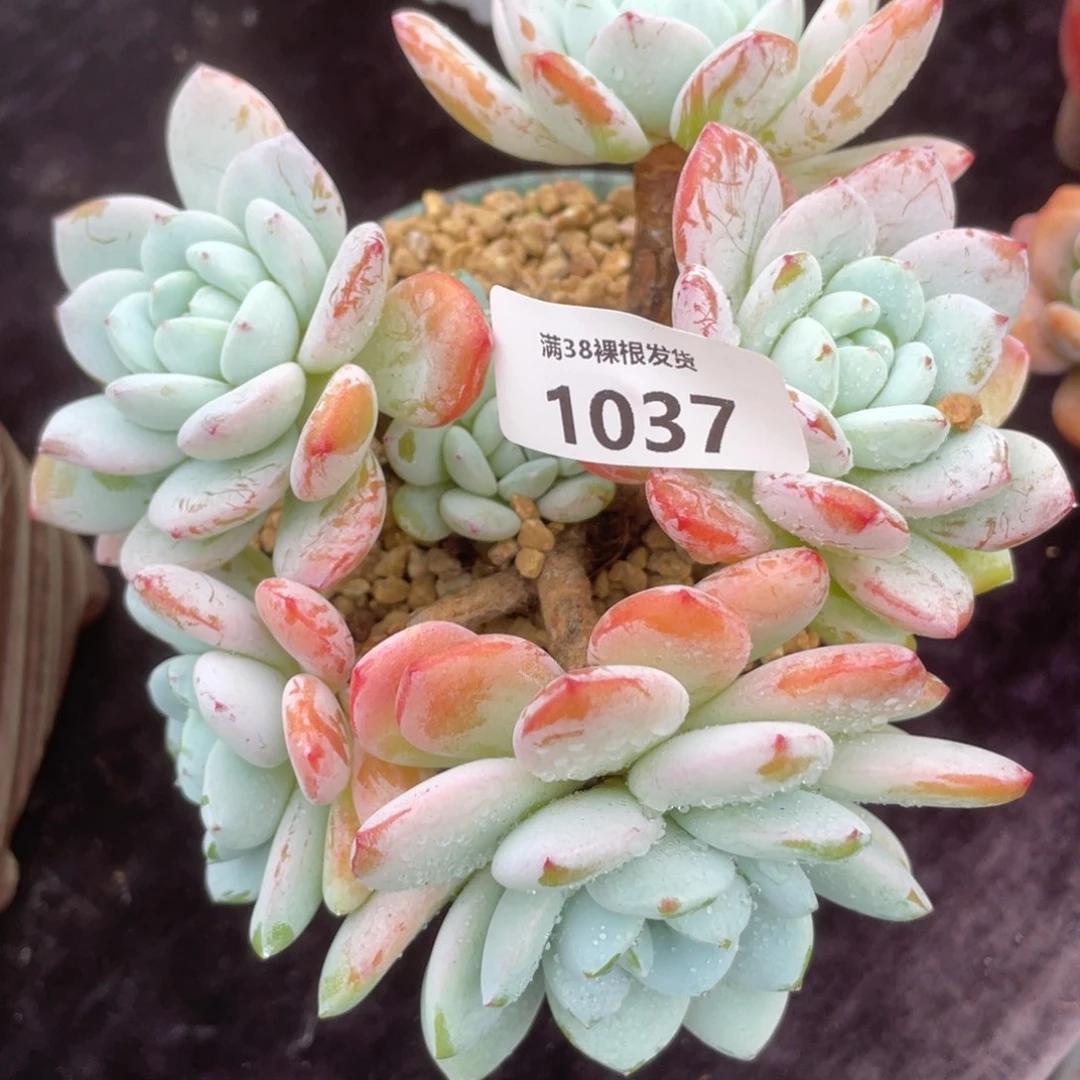 1037冷香群生多肉植物一物一拍