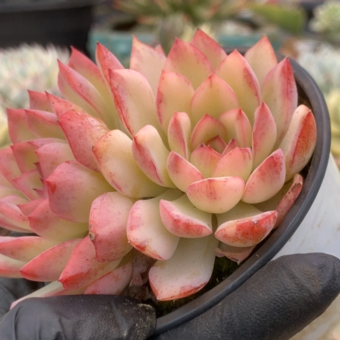 471雨燕座锦锦锦锦锦锦锦